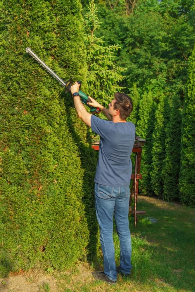 A landscaper trimming a tall garden hedge.